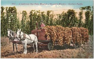 Vintage Postcard A California Hop Field Road Of A Thousand Wonders Usa 1915