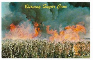 Vintage Florida Chrome Postcard Lake Okeechobee Sugar Cane Is Burned Clewiston