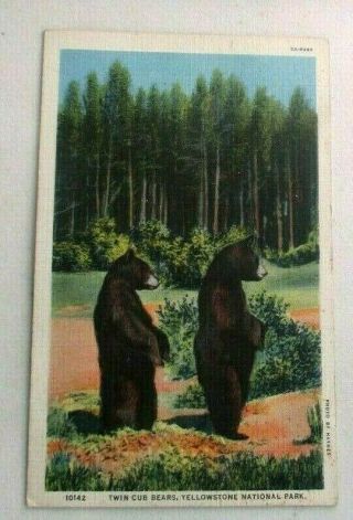 Vintage 1930s Linen Postcard Of Twin Cub Bears,  Yellowstone National Park