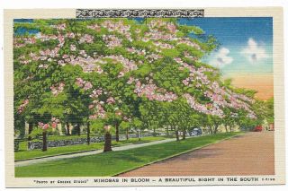 Vintage Linen Postcard Unknown Location Mimosas In Bloom Sight In The South