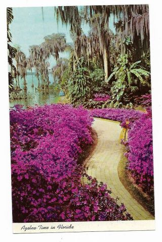 Vintage Florida Chrome Postcard Cypress Gardens Azalea - Time Down Lane Winding