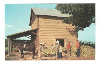 Harvesting Tobacco Vintage Postcard Af100