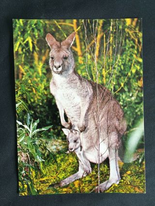 Vintage Collectable Postcard - C 1971 - Kangaroo With Joey - Australian Animal