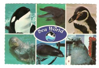 Shamu The Killer Whale Sea World Vintage 4x6 Postcard An33 B