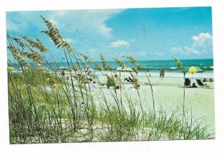 Vintage South Carolina Chrome Postcard Sea Oats Myrtle Beach North Ocean