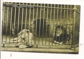 Vintage Real Photo Pc: Lion And Lioness Zoological Garden Cincinnati,  Ohio