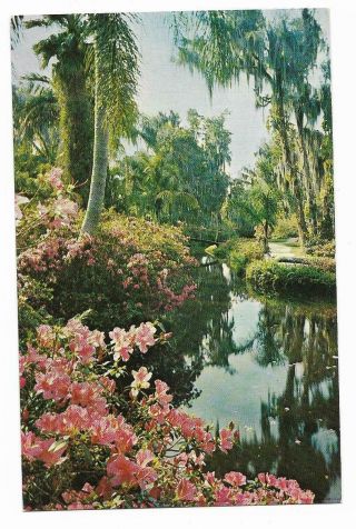 Vintage Florida Chrome Postcard Cypress Gardens Lovely Lagoons Tropical Blooms