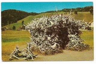 Vintage Montana Chrome Postcard Yellowstone National Park House Of Antlers