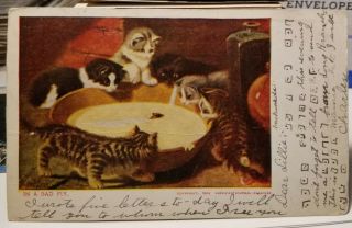 1906 Cat Kittens & Big Bowl Of Milk Vintage Art Undivided Back Postcard