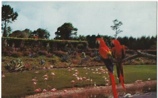 Vintage Postcard,  Mac & Marshall,  Parrot Jungle,  Miami,  Fl