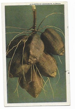 Vintage Florida Linen Postcard A Cluster Of Cocoanuts Coconuts