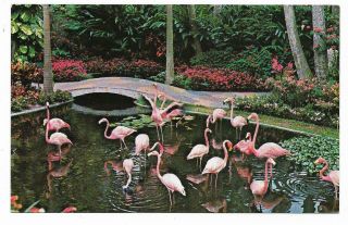 Vintage Florida Chrome Postcard Flamingos St Petersburg Sunken Gardens