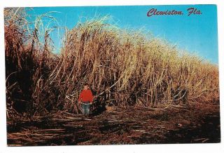 Vintage Florida Chrome Postcard Clewiston Field Sugar Cane Ready Burn Child Boy