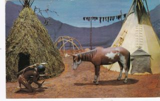 Vtg Postcard " Horse Stealing " Soutnern Plains Indian Museum - Native American