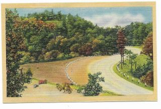 Vintage Linen Postcard Unknown Location Woods Trees Winding Road