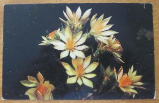 Vintage Postcard Stickleaf A Night Blooming Flower In Yellowstone National Park
