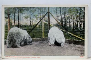 Ohio Oh Toledo Walbridge Park Polar Bears Postcard Old Vintage Card View Post Pc