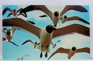 Texas Tx Gulf Coast Sea Gulls Postcard Old Vintage Card View Standard Souvenir