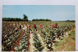 Scenic Harvesting Tobacco Bottom Leaves Postcard Old Vintage Card View Standard