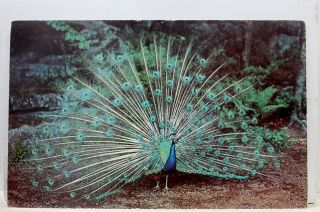 York Ny Tuxedo Sterling Forest Gardens Peafowl Postcard Old Vintage Card Pc