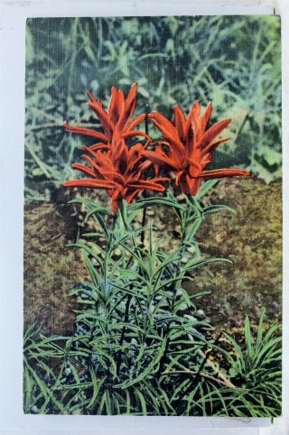 Scenic Indian Paintbrush Flower Foothills Prairies Postcard Old Vintage Card Pc