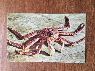 Alaska King Crab Off Kodiak Island,  Alaska Vintage Alaska Card Postcard