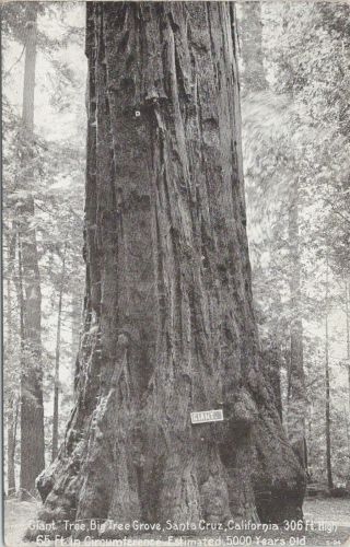 Vintage Pnc Postcard,  Giant Tree,  Big Tree Grove,  Santa Cruz,  Ca