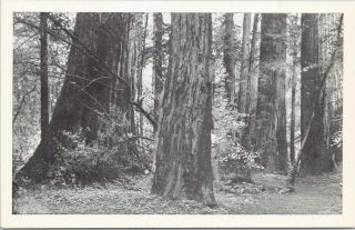 Vintage Chrome Postcard,  View Of The Redwoods In California