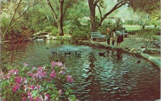 Vintage Postcard,  Descanso Gardens,  La Canada,  California