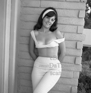 1960s Negative - Sexy Brunette Pinup Girl Hillary Von Dyle - Cheesecake T273770