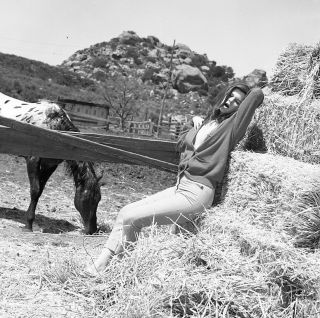 1960s Vogel Negative,  Sexy Pin - Up Girl Shirley Reed On Hay,  Cheesecake,  T218331