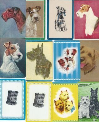12 Vintage Terrier Dogs 1950 