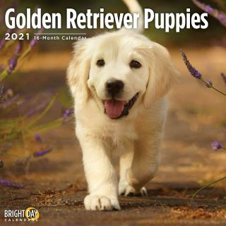 Golden Retriever Puppies - 2021 Wall Calendar - - 05170