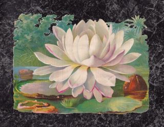 Large Die Cut Scrap Of White Water Lily On Pond 6 X 4.  5 "