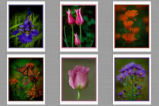 6 Garden Flowers Photo Blank Greeting Note Cards Iris Tulip Poppy Rose