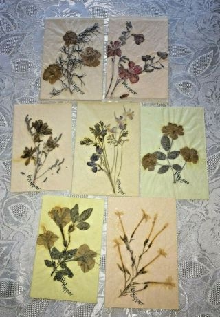 Vintage Handmade Pressed Flower Note Cards Signed With Envelopes