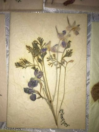 Vintage Handmade Pressed Flower Note Cards Signed with Envelopes 2