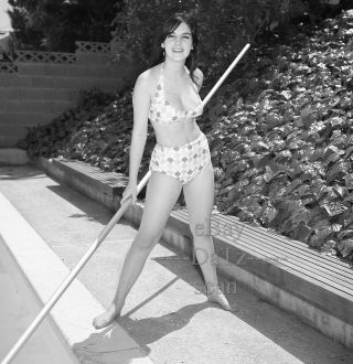 1960s Negative - Busty Pin - Up Girl Lana Rodgers In Sexy Bikini - Cheesecake T273467