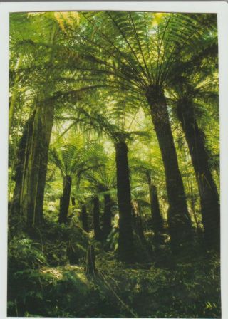 Tree Ferns Central Tilba Nsw Scancolor Postcard