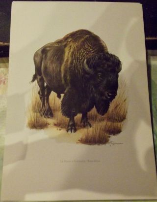 N°171 Mammal Poster The American Bison