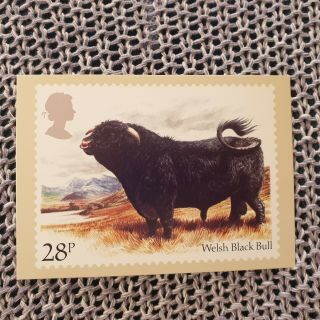 Cattle - Welsh Black Bull - Royal Mail Stamp Postcard