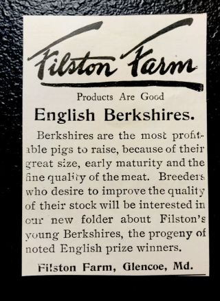 1903 Filston Farm Hog Advertising - Glencoe - Maryland - Pig