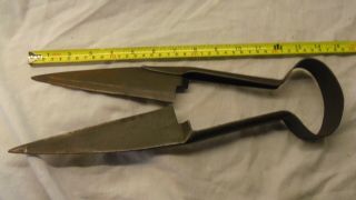 Vintage Sheep Shears.  No Maker.  Clippers Hedge Garden Trimmers