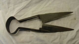 Vintage Sheep Shears.  No maker.  clippers hedge garden trimmers 2