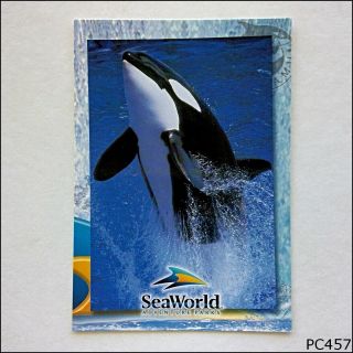 Sea World Adventure Parks Shamu Killer Whale Postcard (p457)