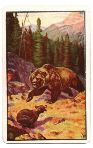 Bear Animal Swap Cards Vintage Many Playing Cards Us Blank Back Litho