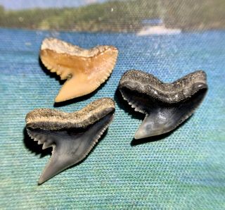 Tiger Shark Tooth Combo - Bone Valley - Aurora - Calvert Cliffs - Not Megalodon