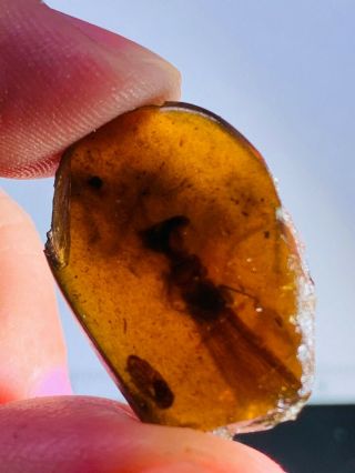 1.  82g Unknown Big Fly Burmite Myanmar Burmese Amber Insect Fossil Dinosaur Age