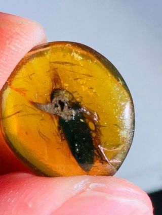 0.  85g Coleoptera Beetle Burmite Myanmar Burmese Amber Insect Fossil Dinosaur Age