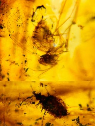 Stinkbug&unknown Fly Burmite Myanmar Burmese Amber Insect Fossil Dinosaur Age